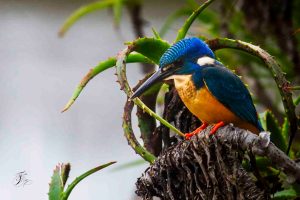 WildernisD26(199) (Custom)